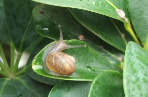 snail on leaf